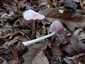 Rózsás kígyógomba (Mycena rosea), Somogy